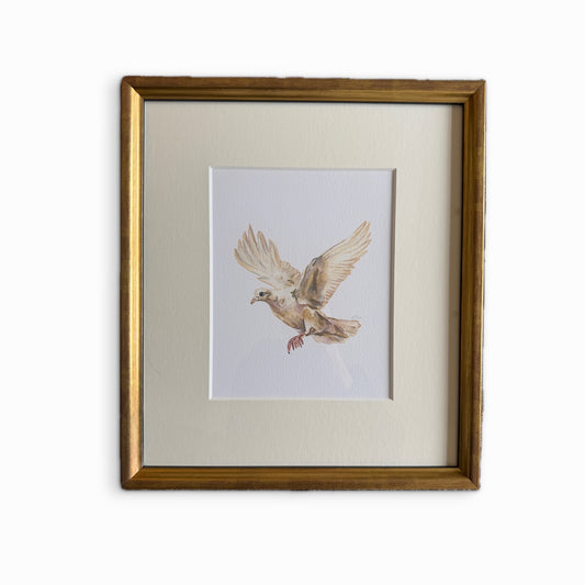Dove print, framed
