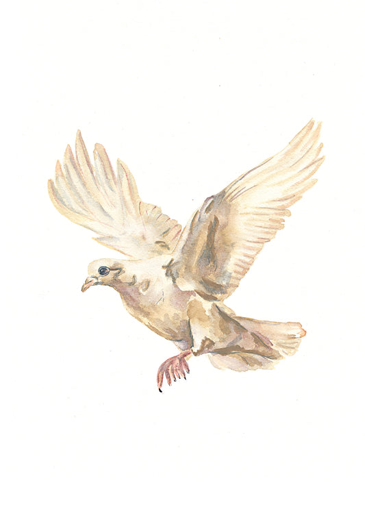 Dove (print)