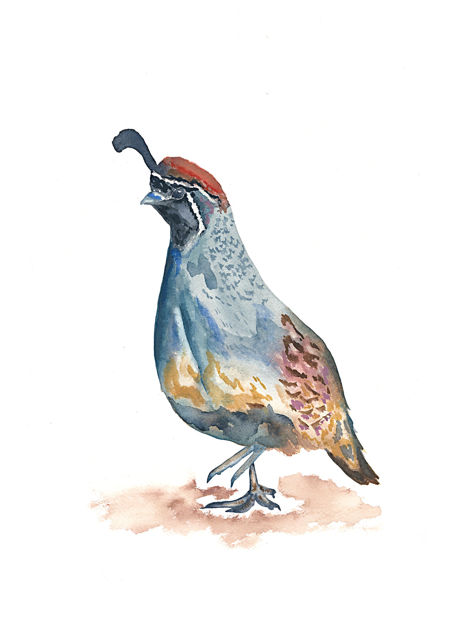 Quail (print)