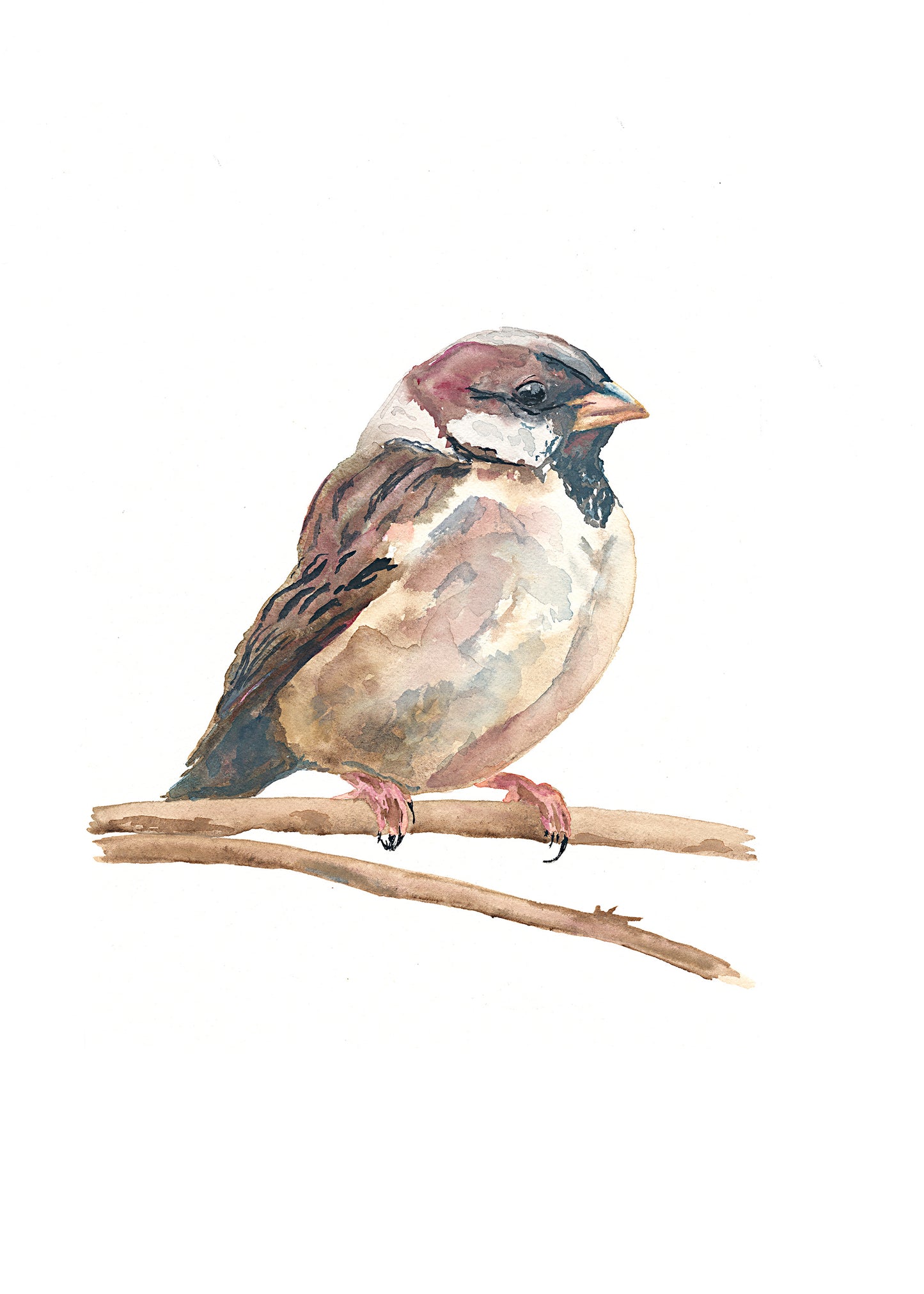 Sparrow