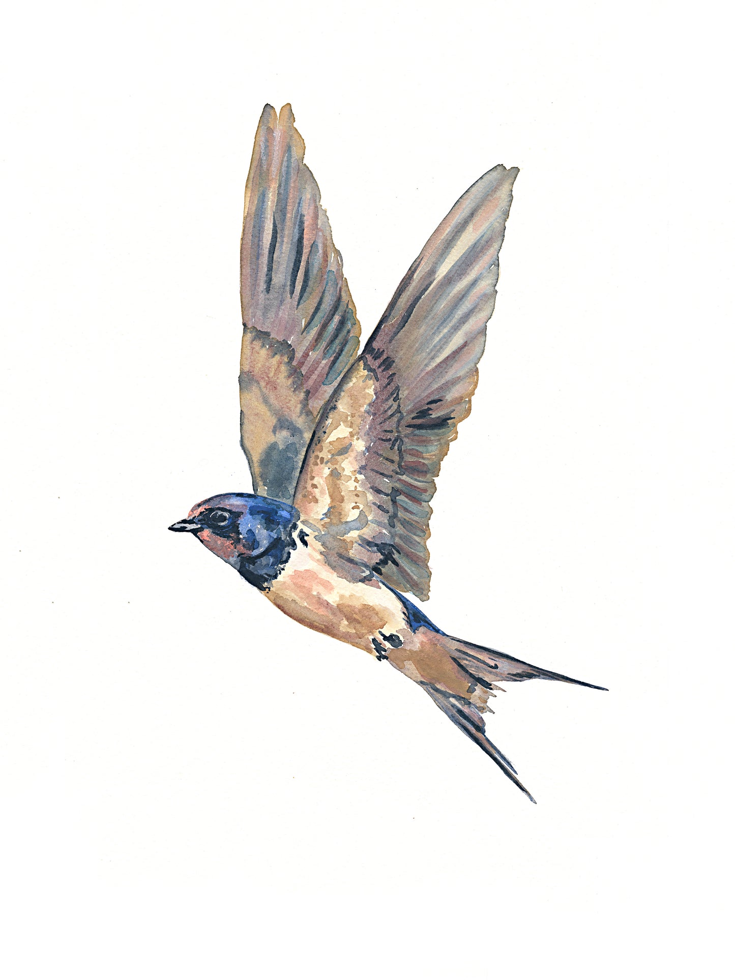 Swallow