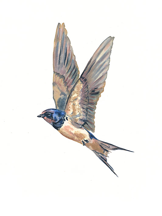 Swallow